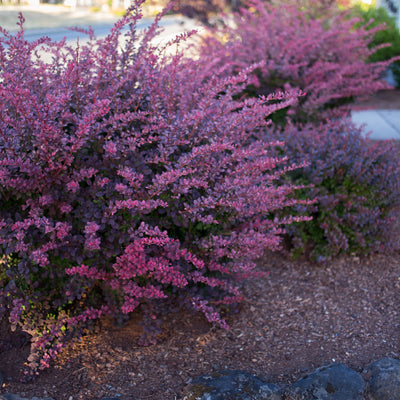 Barberry 'Rosy Glow'