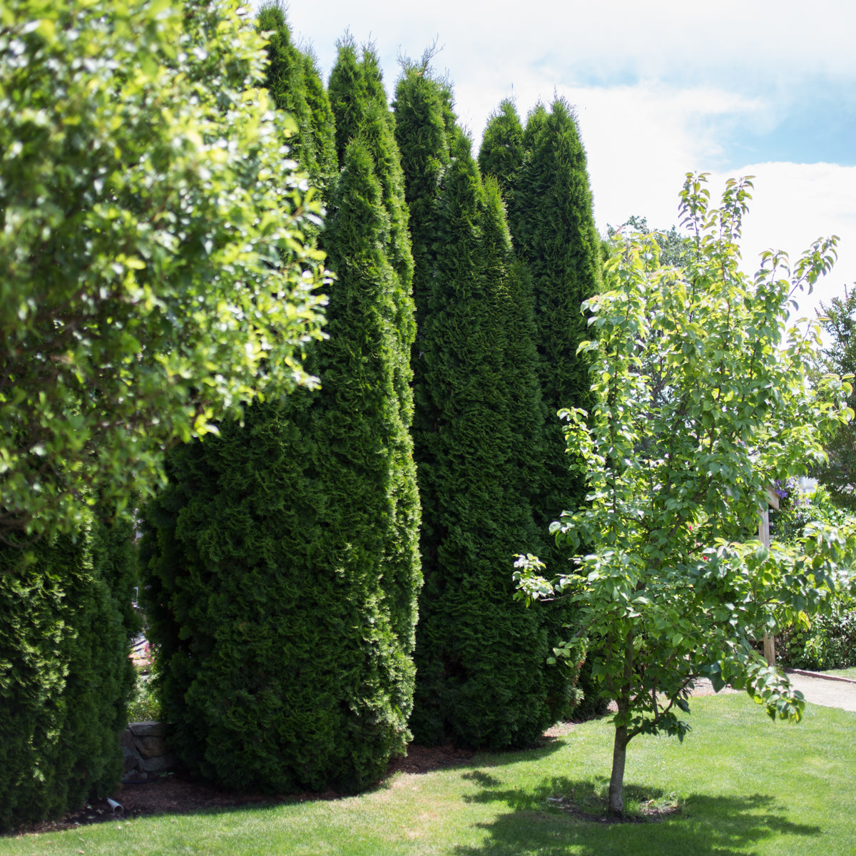 Emerald Arborvitae for Sale Online The Greenhouse