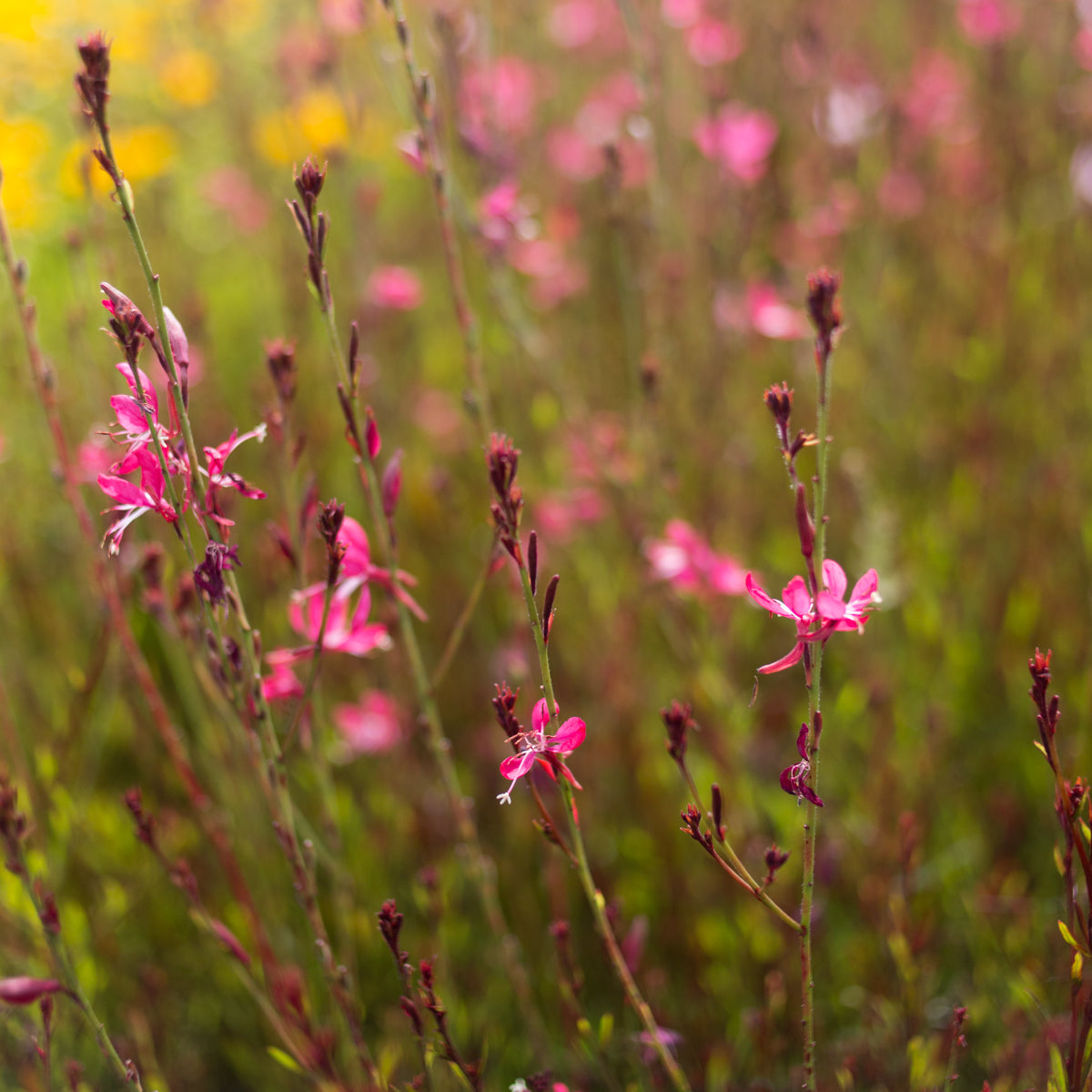 Gaura Belleza™ Dark Pink