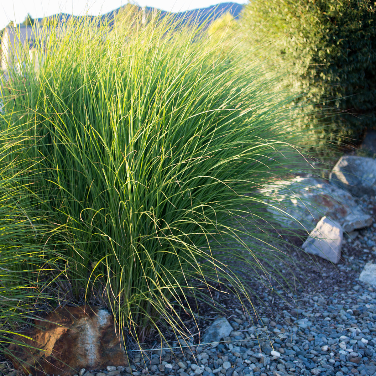 Maiden Grass ‘Gracillimus’