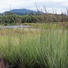 Feather Reed Grass 'Avalanche'