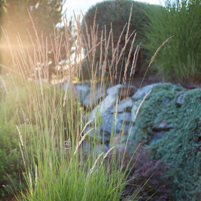 Feather Reed Grass 'Karl Foerster'
