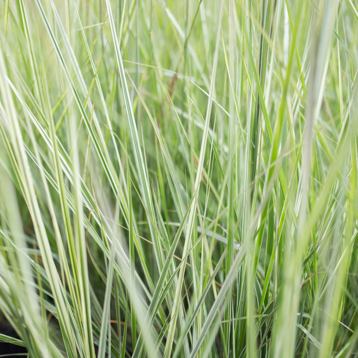 Feather Reed Grass 'Avalanche'