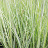 Feather Reed Grass 'Avalanche'