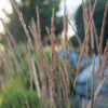 Feather Reed Grass 'Karl Foerster'