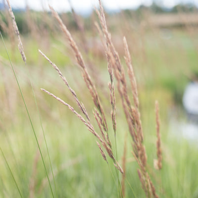 Feather Reed Grass 'Avalanche'