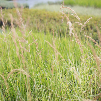 Feather Reed Grass 'Eldorado'