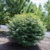 Dwarf Burning Bush