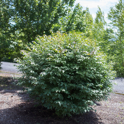 Dwarf Burning Bush