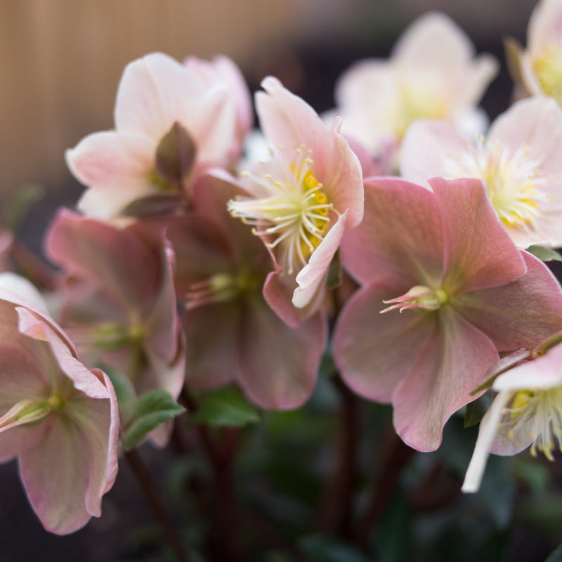 Helleborus Gold Collection® Cinnamon Snow