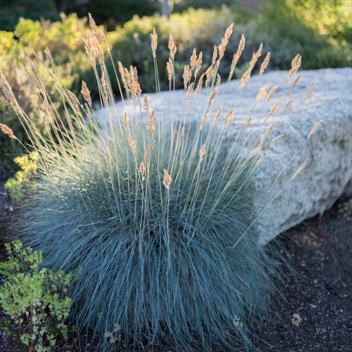 Beyond Blue Fescue