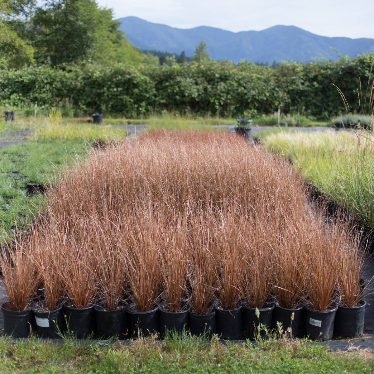 Leatherleaf Sedge 'Firefox'