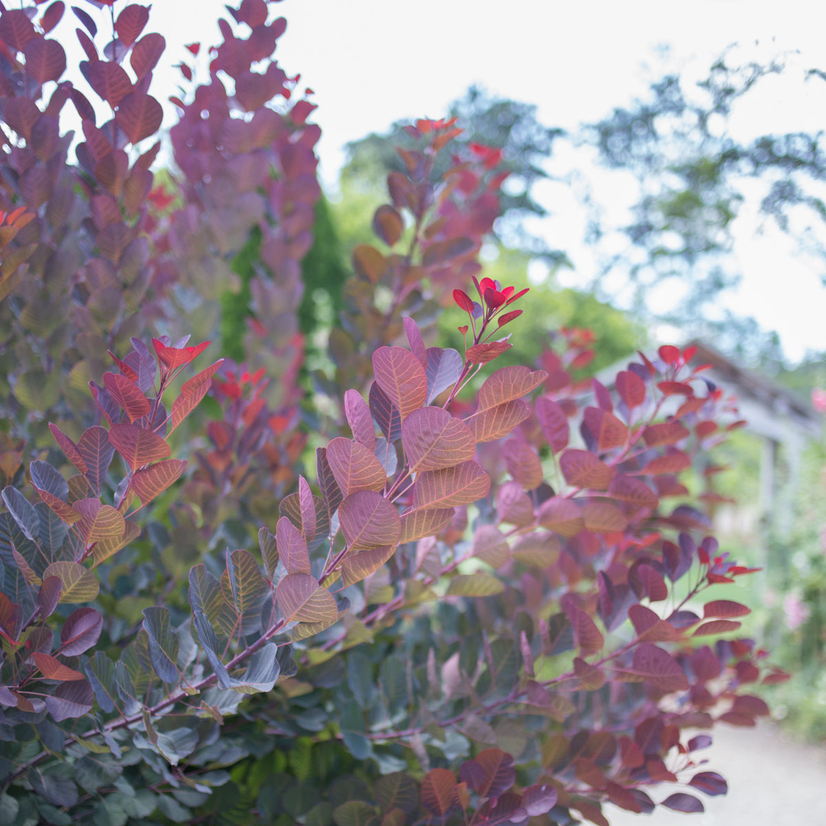 Royal Purple Smoke Tree