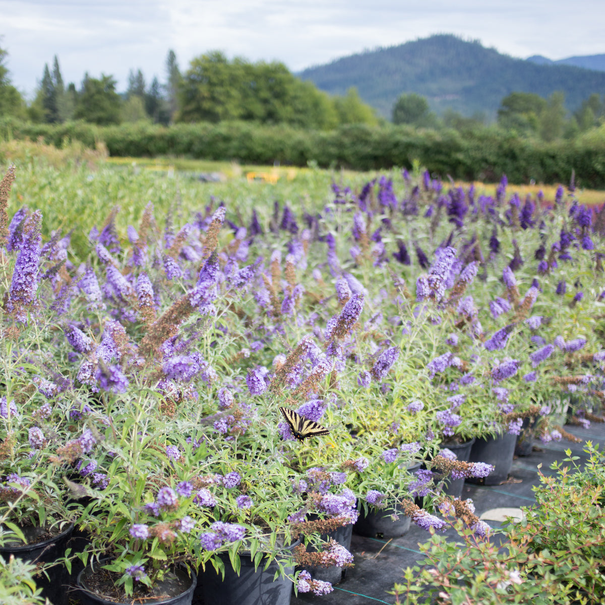 Butterfly Bush &#39;Buzz™ Sky Blue&#39;