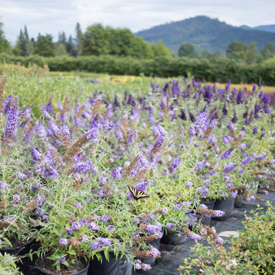Butterfly Bush 'Buzz™ Sky Blue'