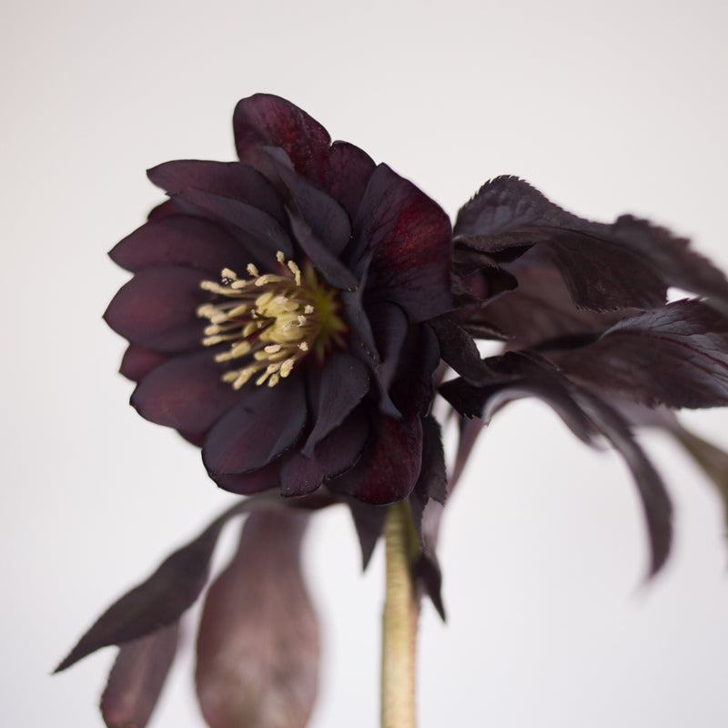 Helleborus Wedding Party™ &#39;Dark and Handsome&#39;