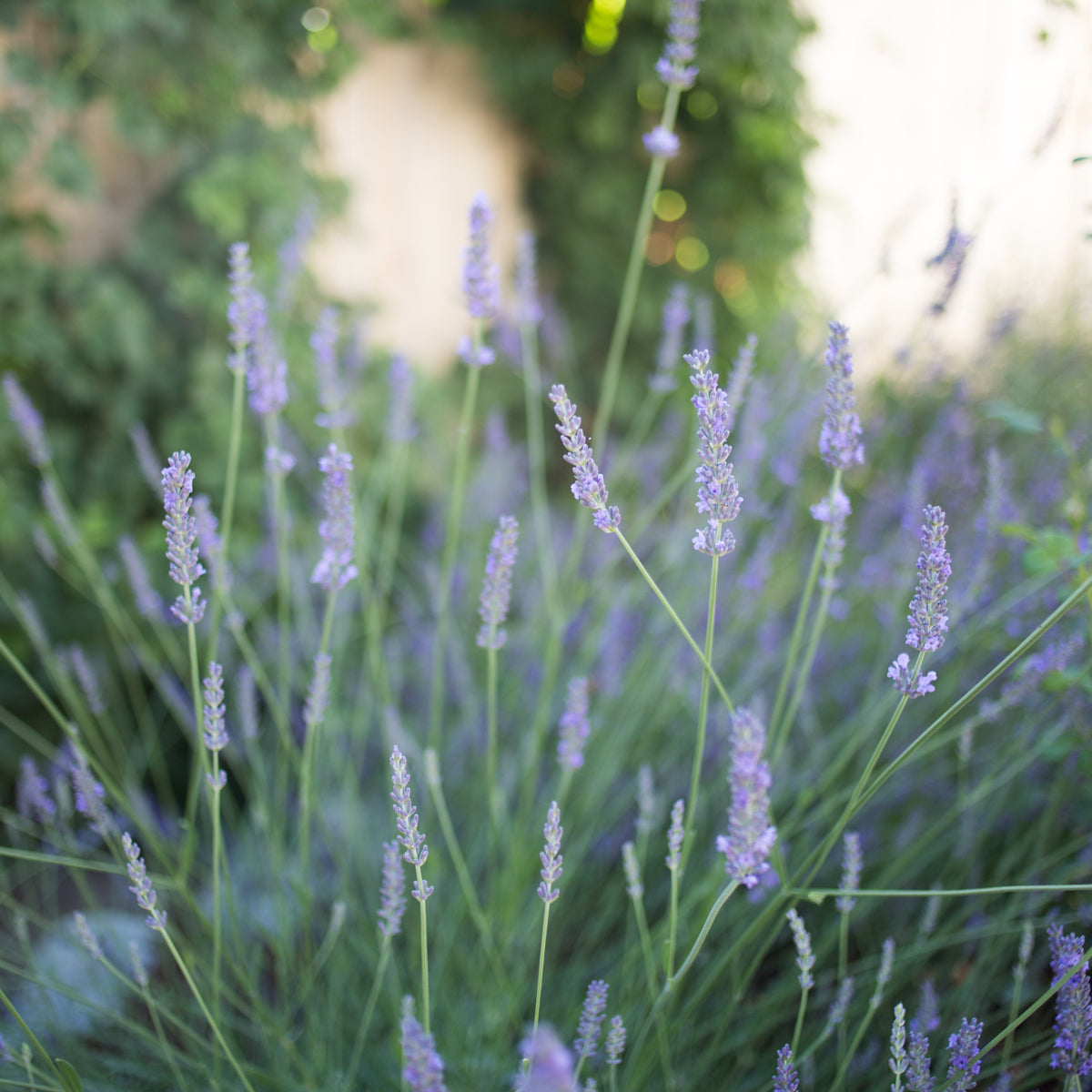 phenomenal lavender plants for sale near me Phenomenal Lavender for Sale Online
