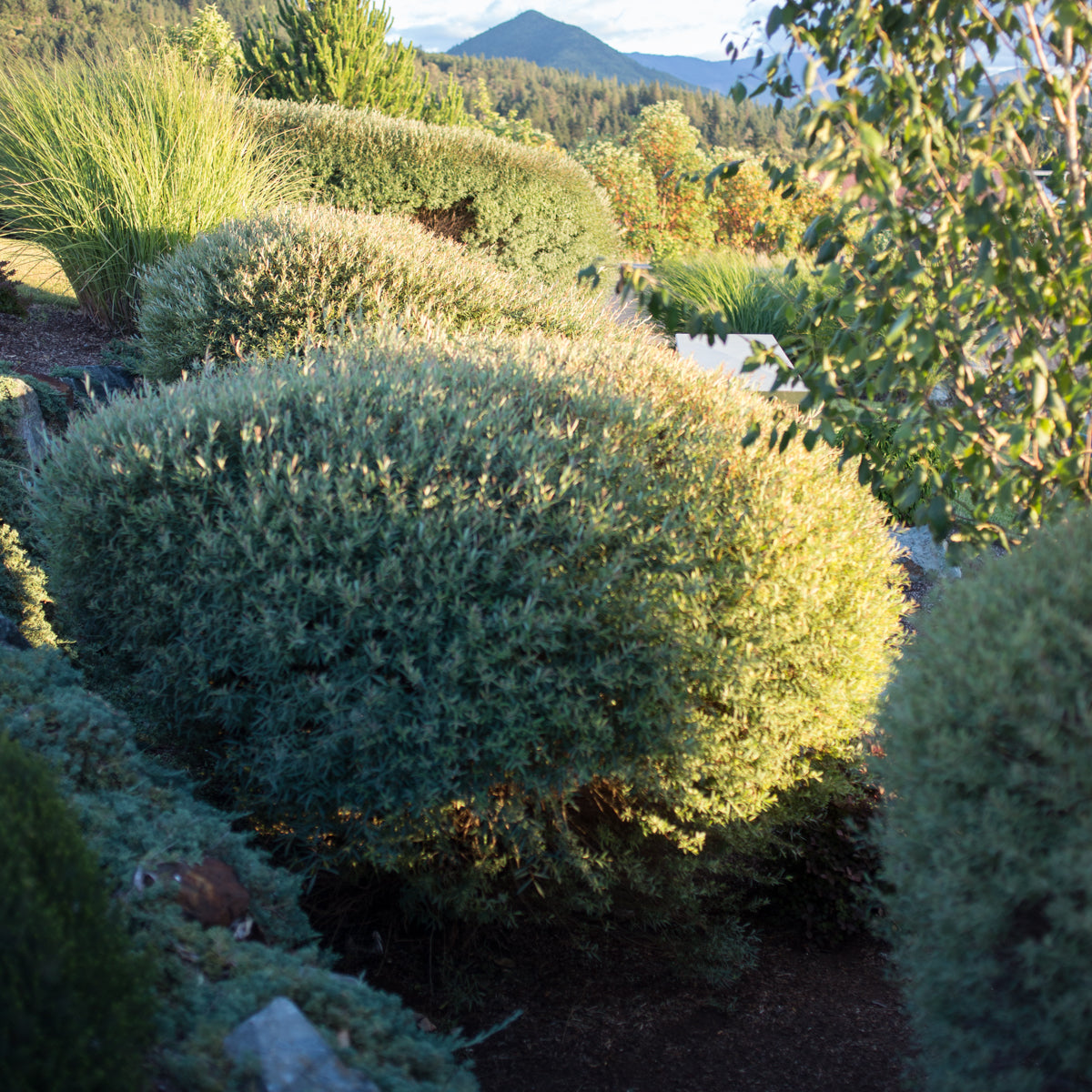 Dwarf Blue Arctic Willow for Sale Online The Greenhouse