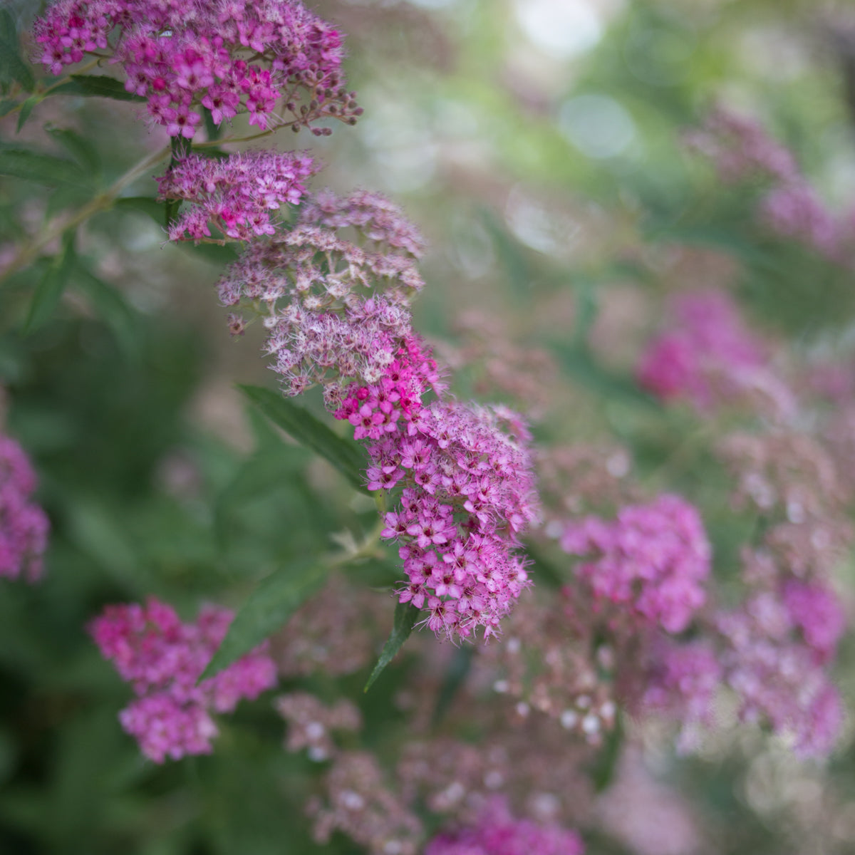 Spirea 'Anthony Waterer'