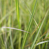 Feather Reed Grass 'Eldorado'