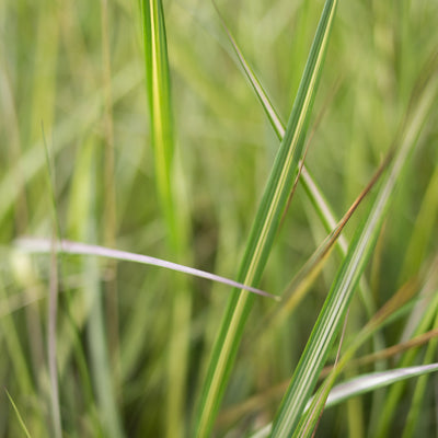 Feather Reed Grass 'Eldorado'