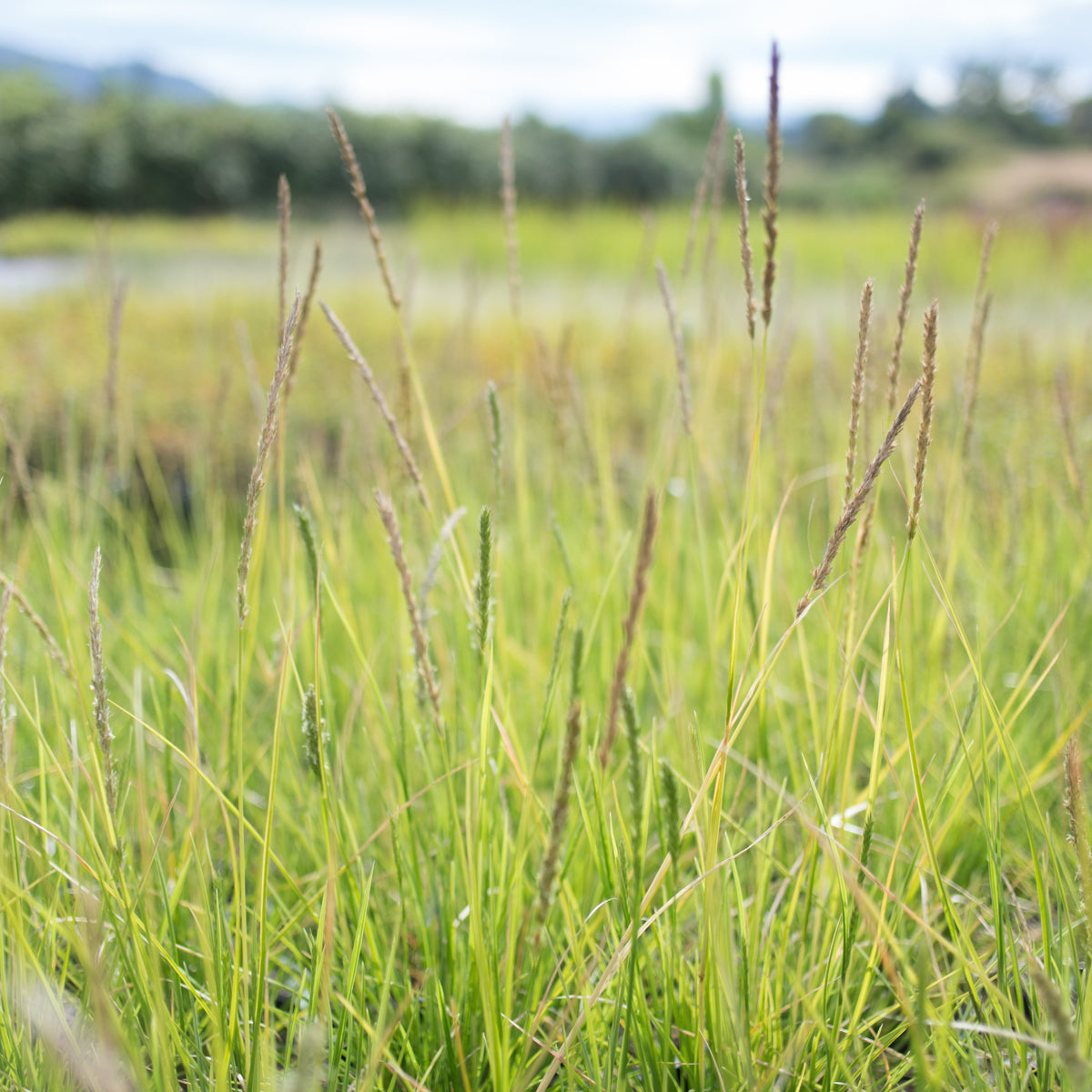 Autumn Moor Grass