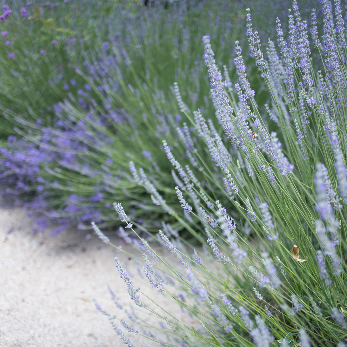 Phenomenal Lavender
