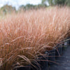 New Zealand Sedge 'Cappuccino'