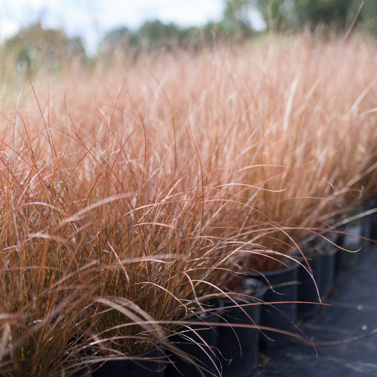 New Zealand Sedge &#39;Cappuccino&#39;