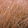 New Zealand Sedge 'Cappuccino'