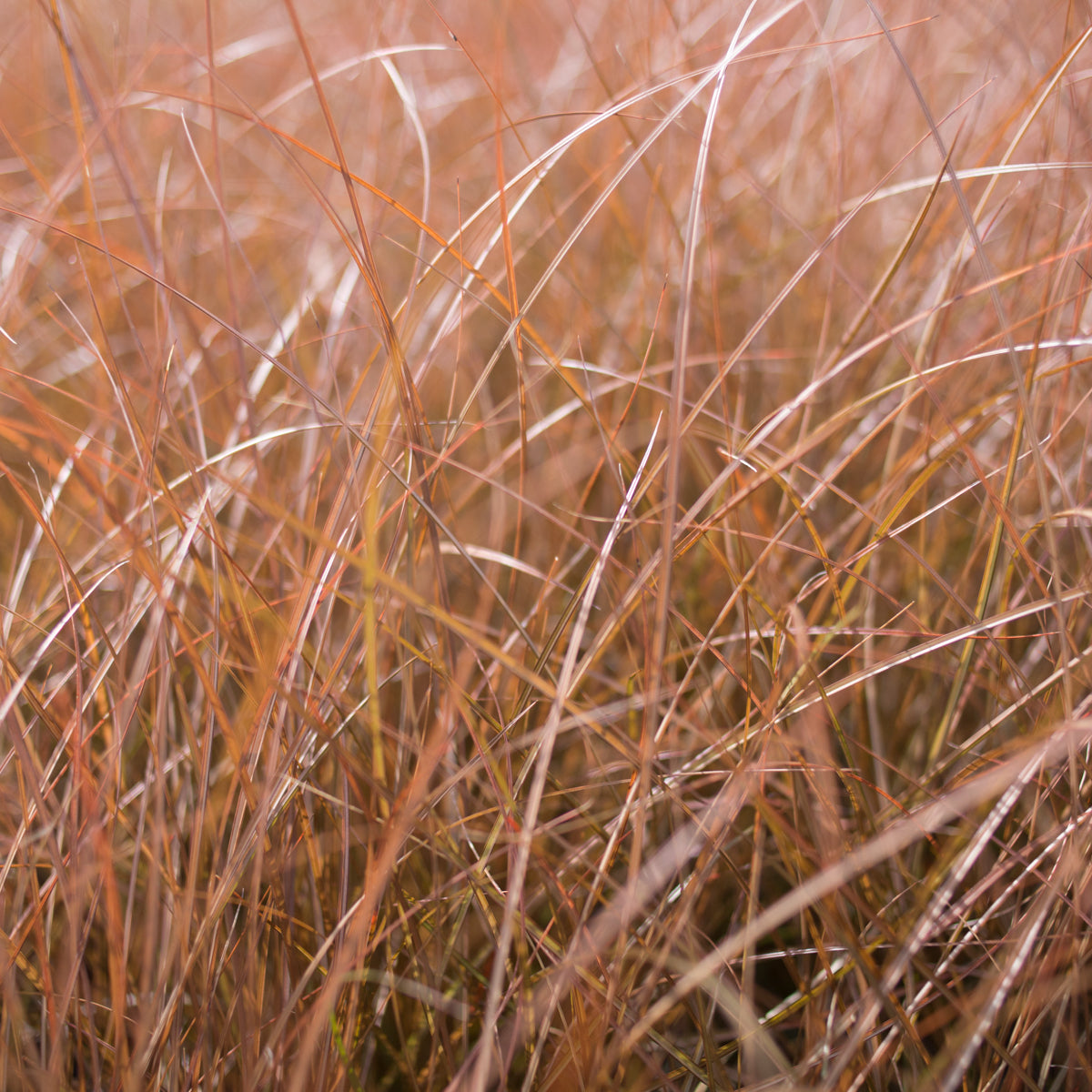 New Zealand Sedge &#39;Cappuccino&#39;