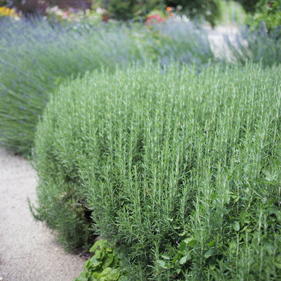 Rosemary 'Tuscan Blue'