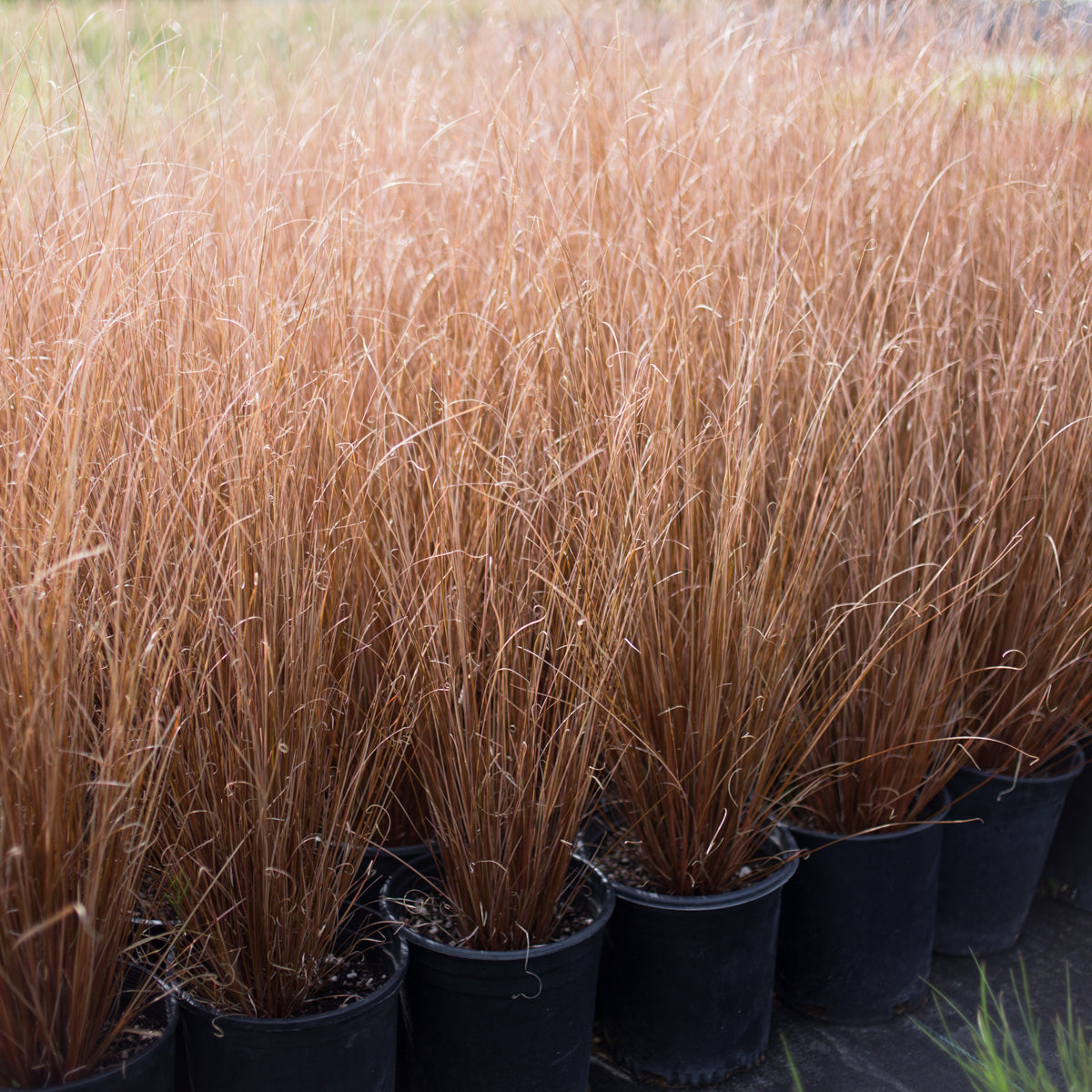 Leatherleaf Sedge 'Firefox'