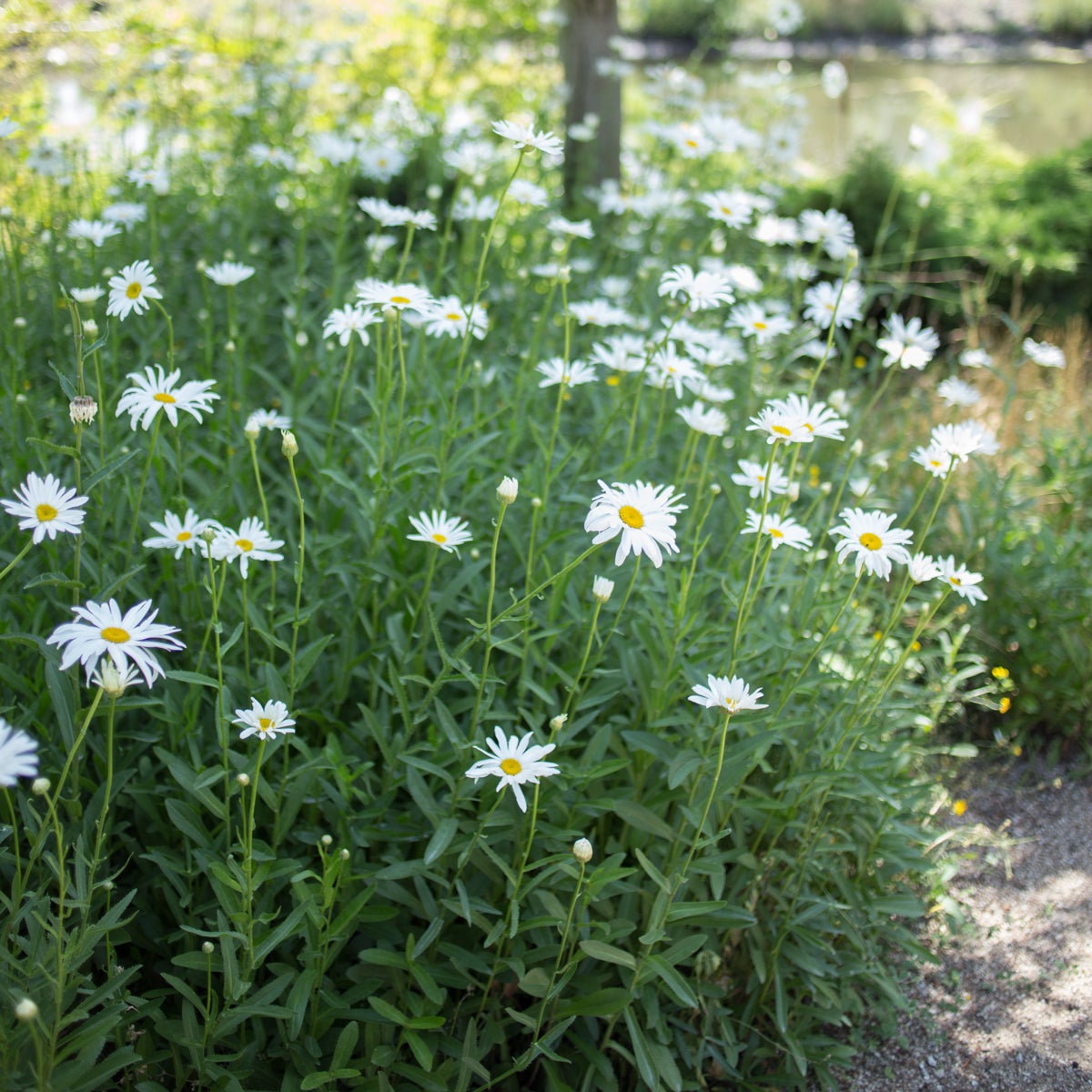Shasta Daisy &#39;Silver Princess&#39;