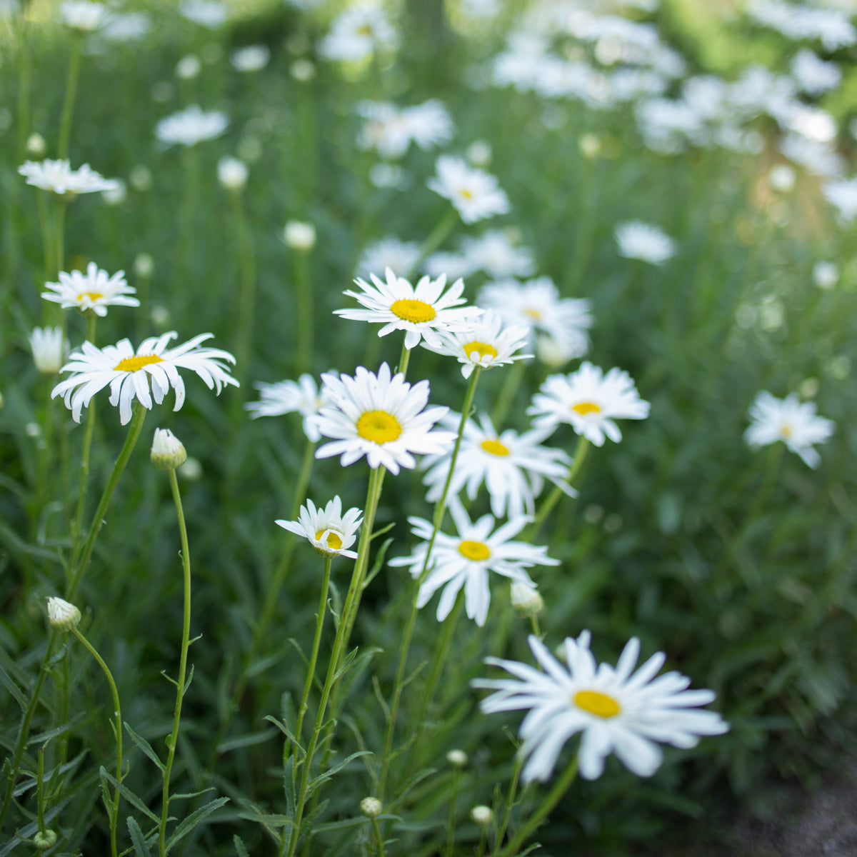 Shasta Daisy &#39;Silver Princess&#39;