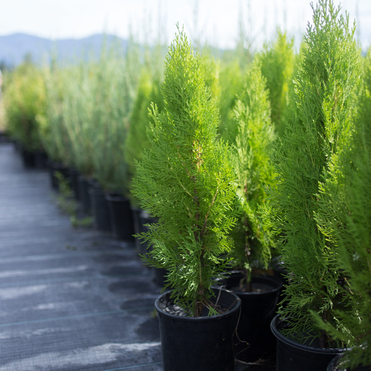 Arborvitae &#39;Blue Cone&#39;
