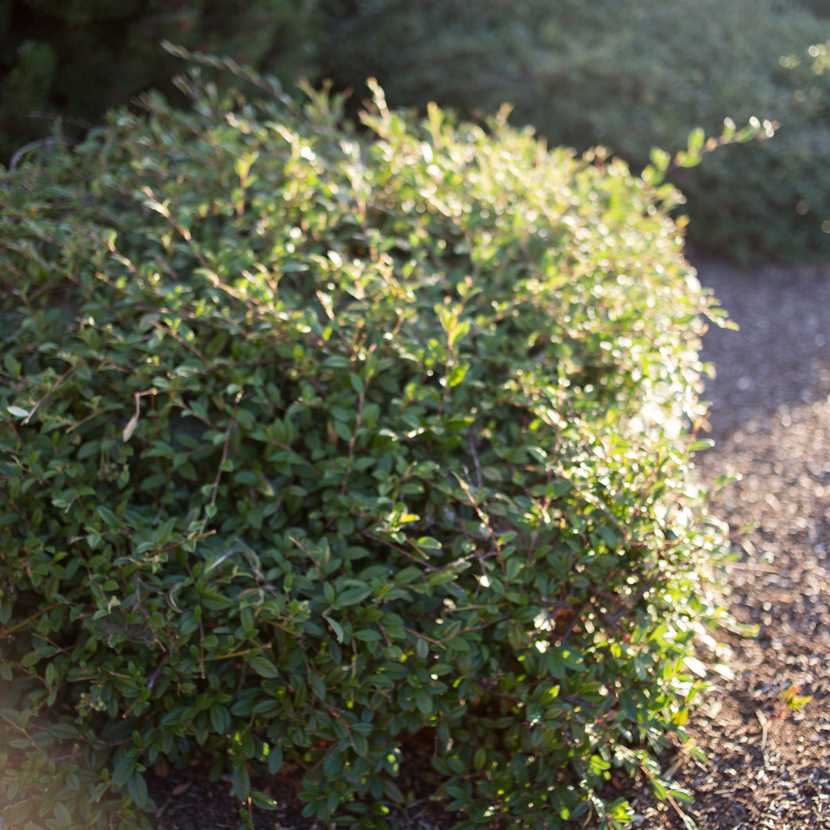 Cotoneaster 'Willow Leaf'