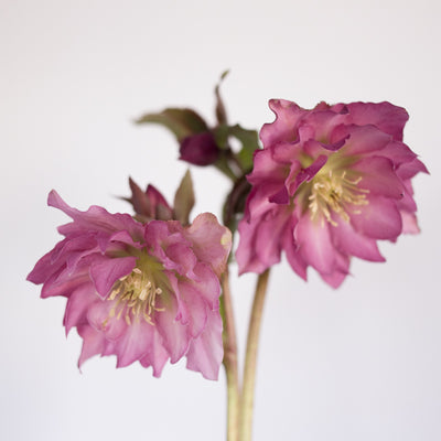 Helleborus Wedding Party™ 'Flower Girl'