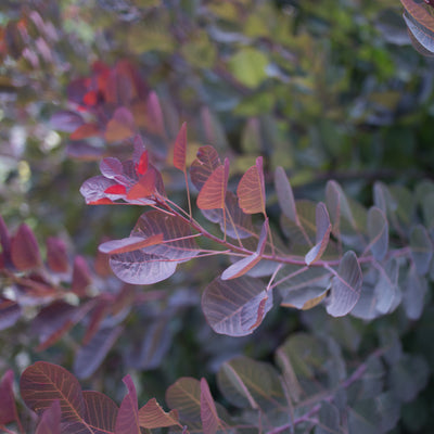Royal Purple Smoke Tree for Sale Online - The Greenhouse