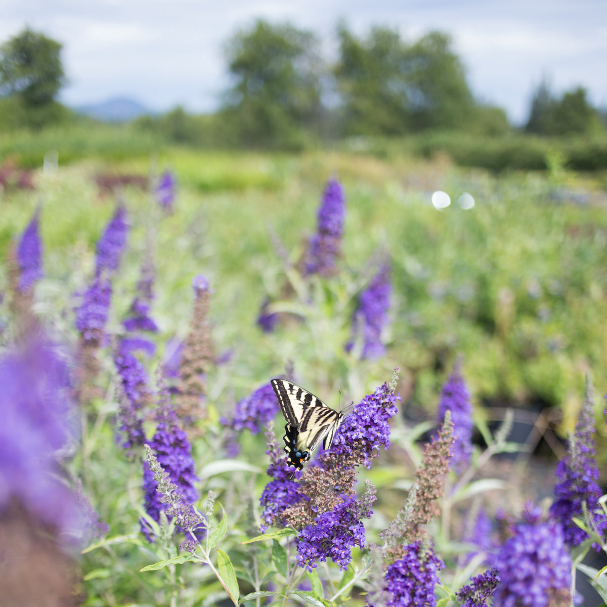 Butterfly Bush &#39;Buzz™ Midnight&#39;