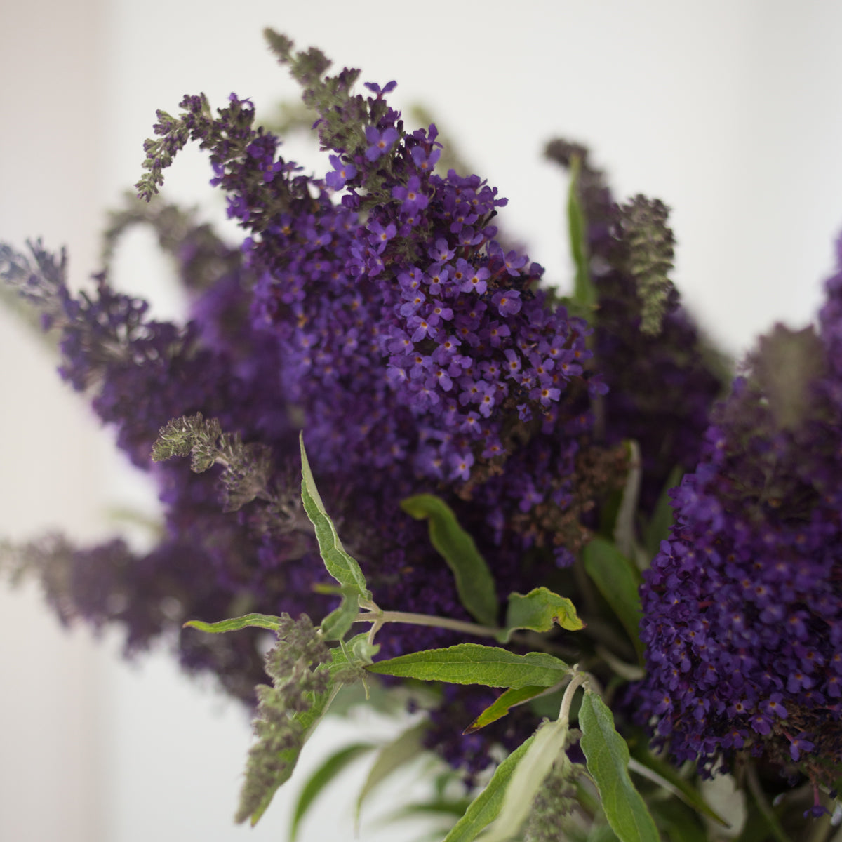Butterfly Bush &#39;Buzz™ Midnight&#39;