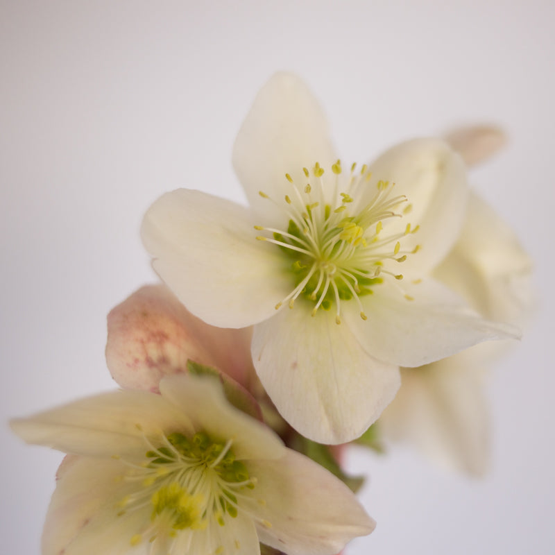 Helleborus Gold Collection® Champion