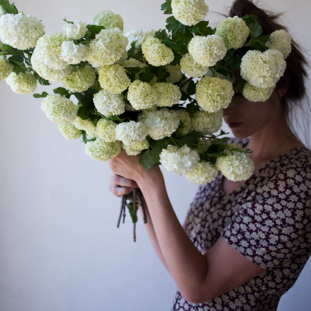 Snowball Bush Viburnum
