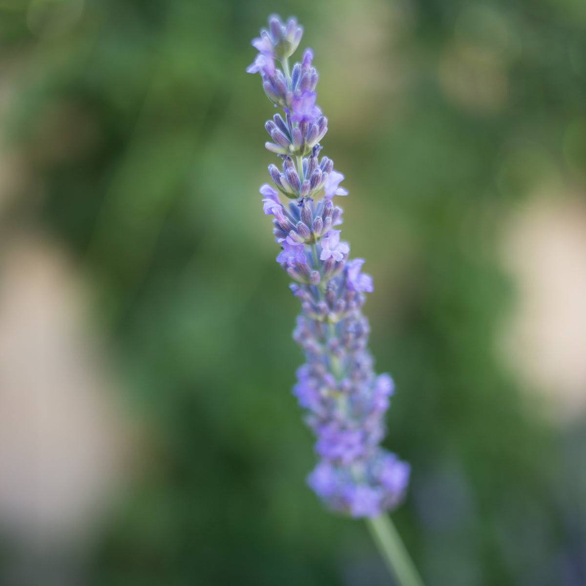 Phenomenal Lavender