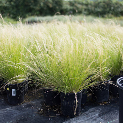 Mexican Feather Grass