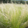 Mexican Feather Grass