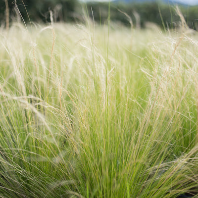 Mexican Feather Grass