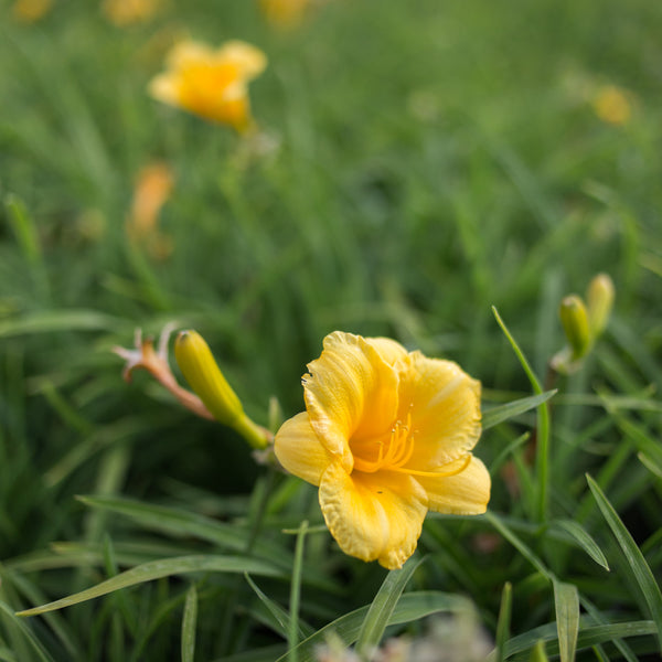 Daylily 'Stella de Oro' for Sale Online - The Greenhouse
