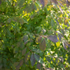 Dwarf Burning Bush