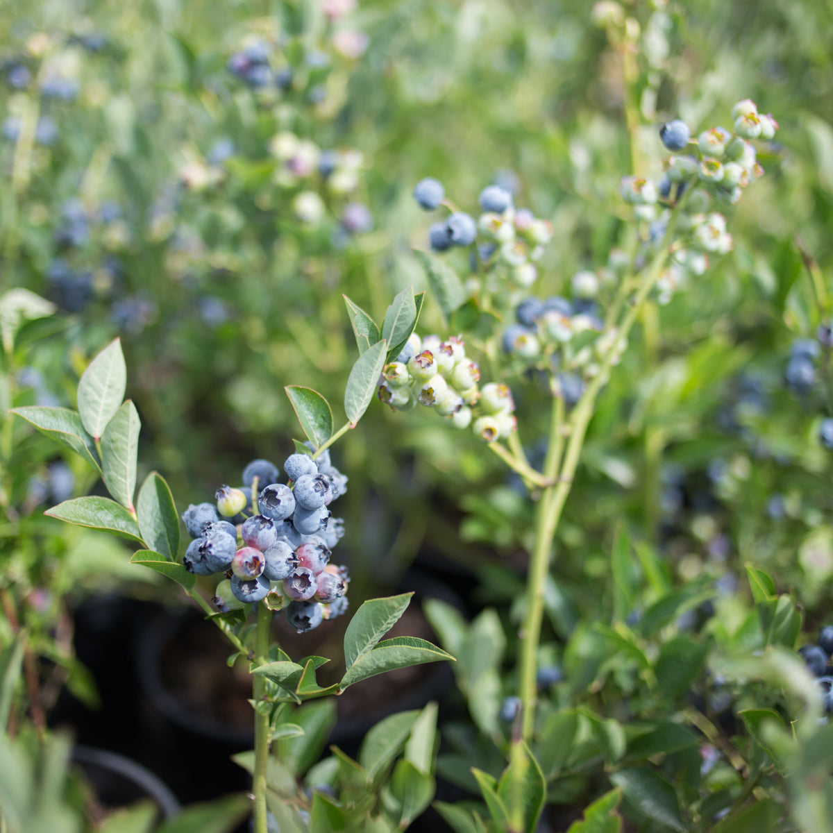 Blueberry 'Northland'